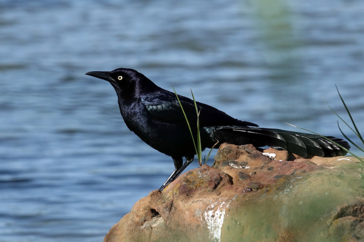 Great-tailed Grackle - Andy Liu
