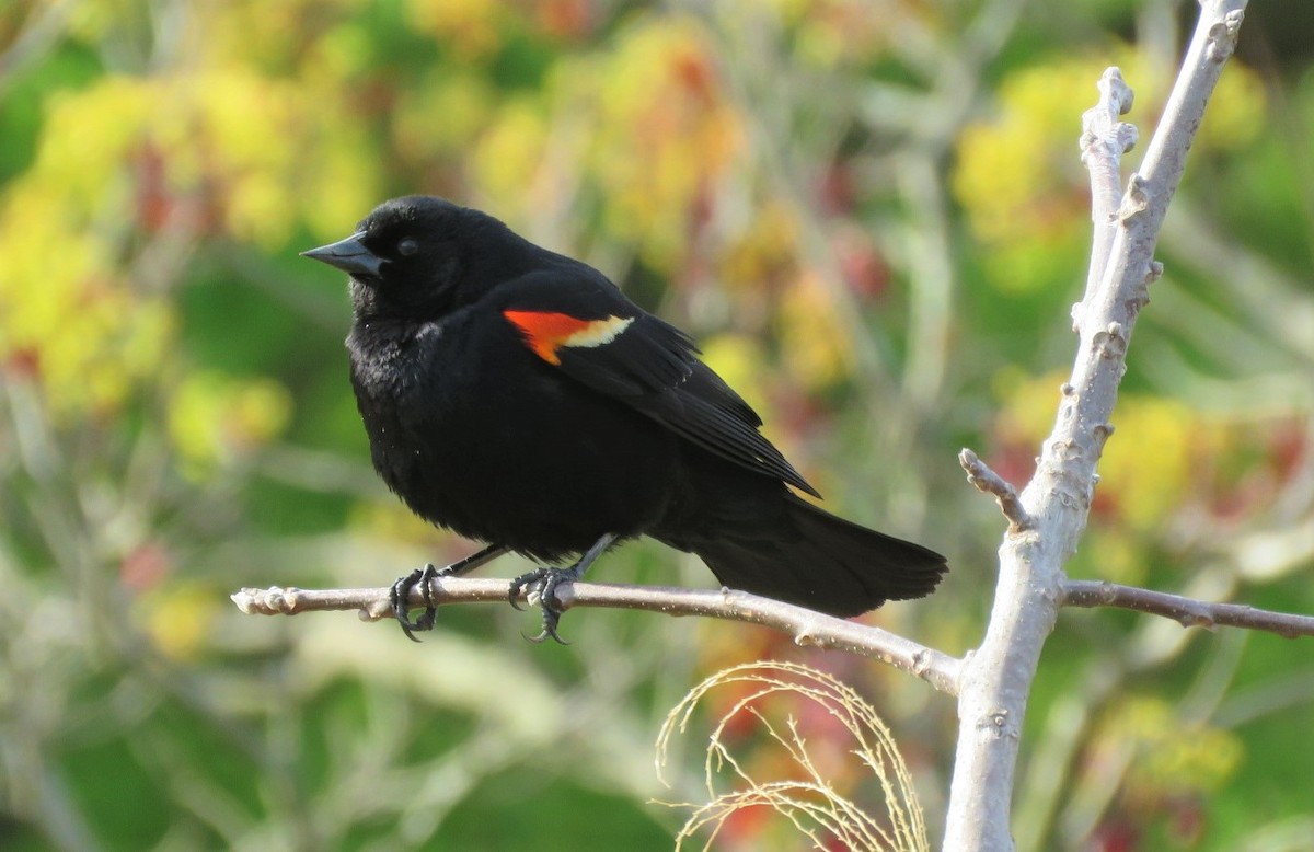 Red-winged Blackbird - ML223686031