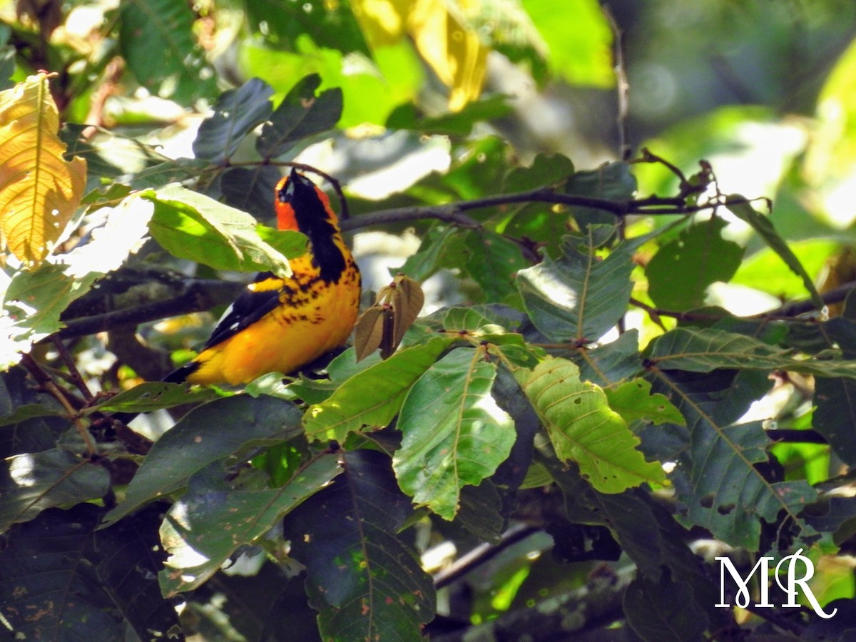 Spot-breasted Oriole - ML223687821