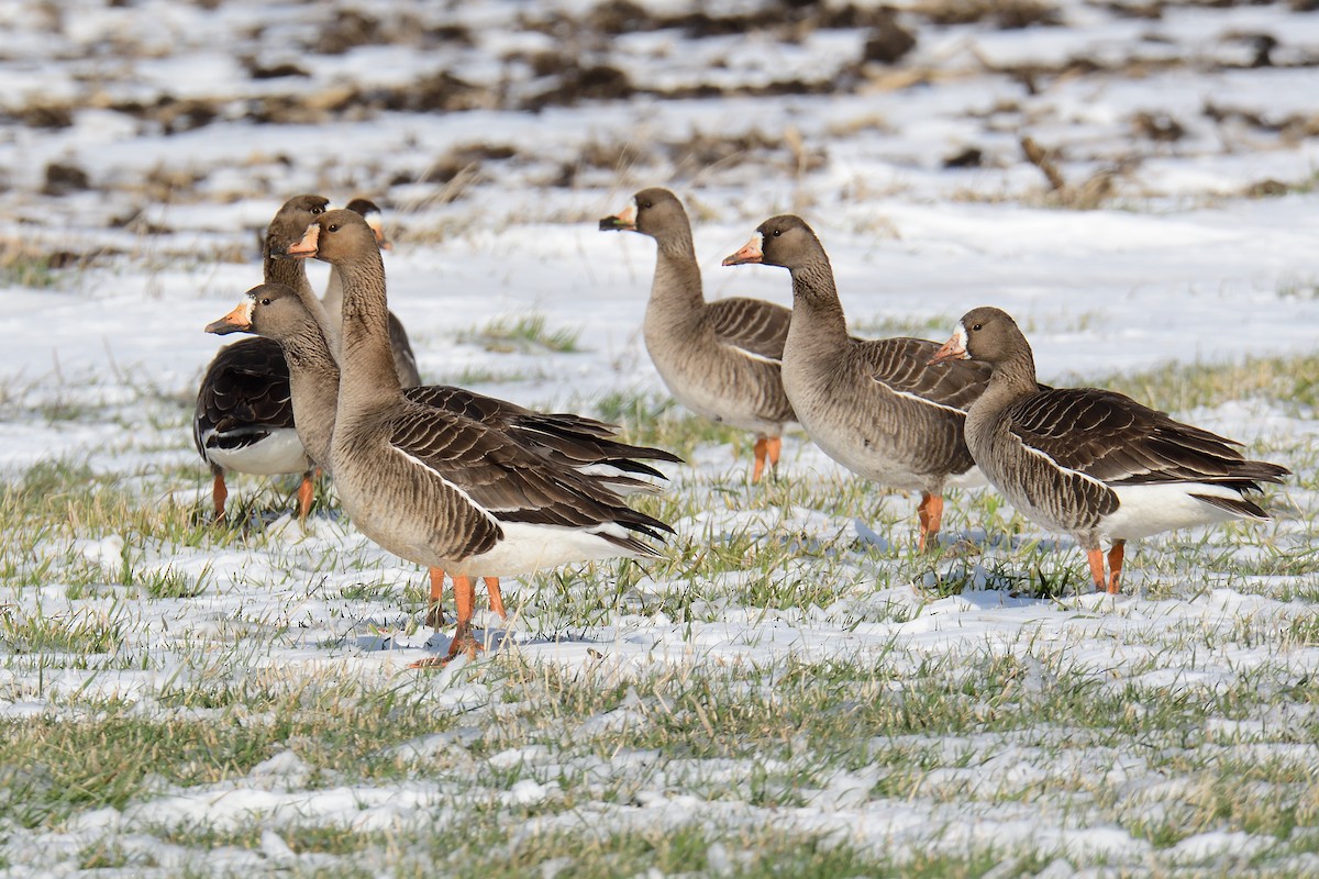 Greater White-fronted Goose - Dana Siefer