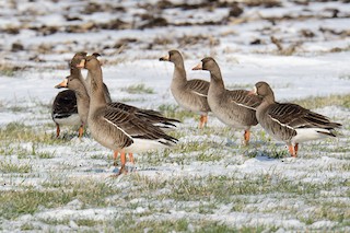 Greater White-fronted Goose, ML223690661