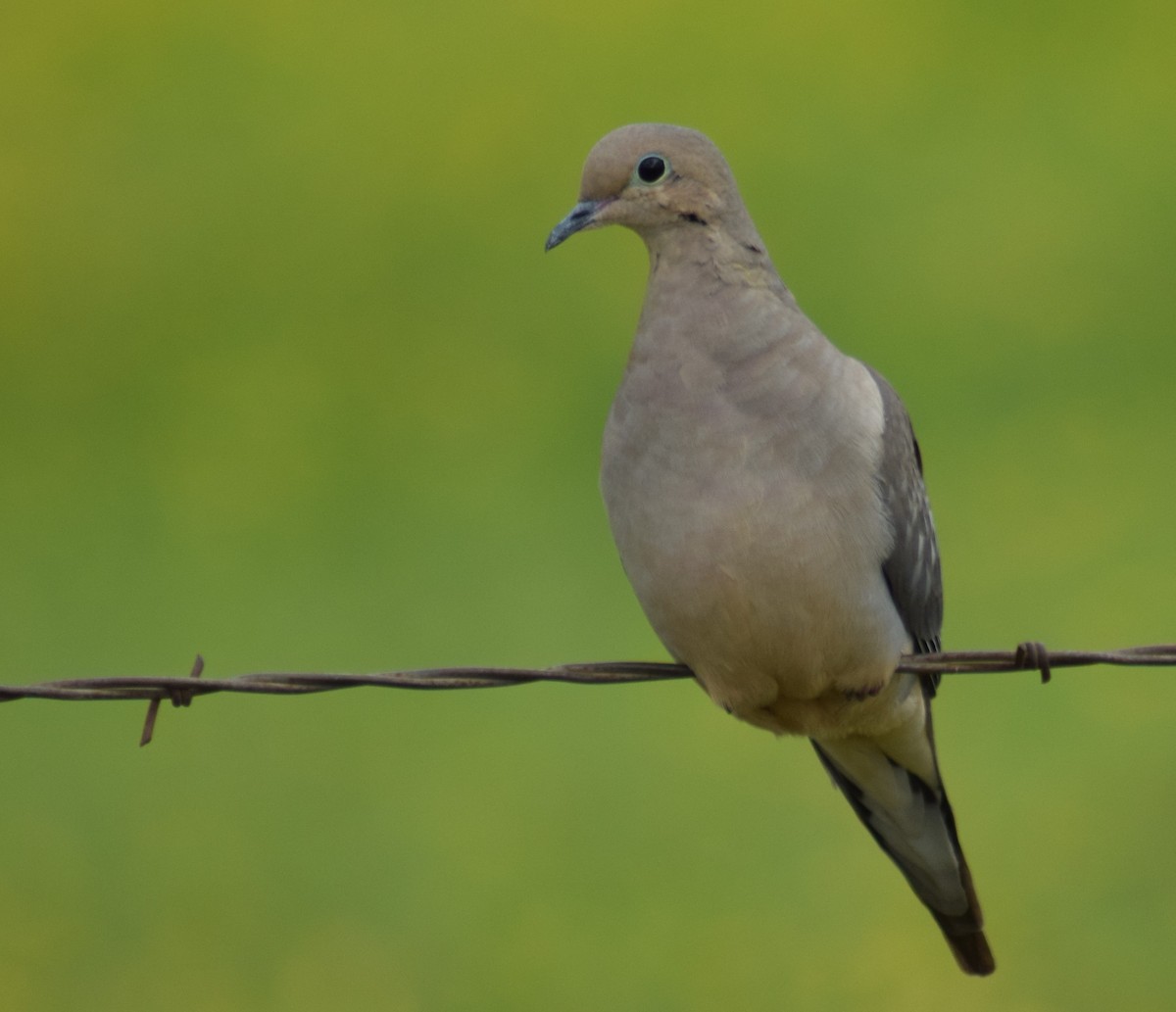 Mourning Dove - Chris Lynch