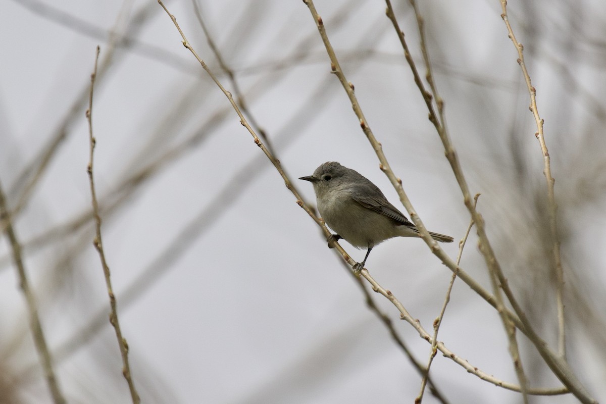 Lucy's Warbler - ML223693131