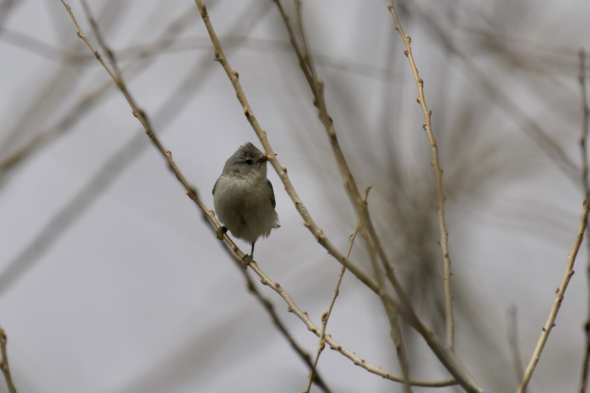 Lucy's Warbler - ML223693141