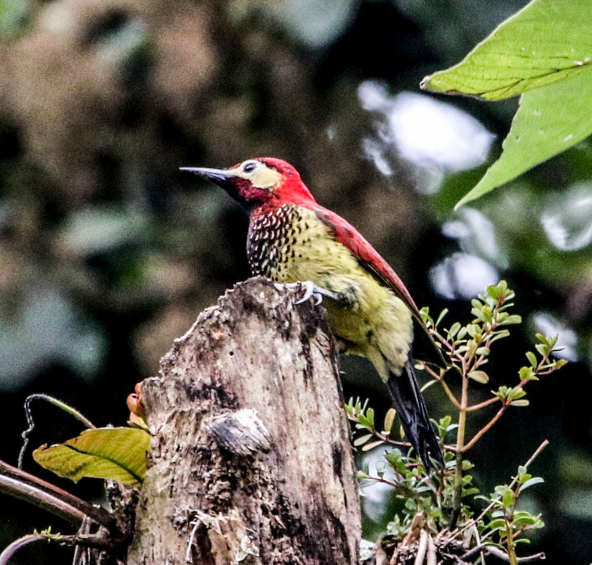 Crimson-mantled Woodpecker - ML223693441
