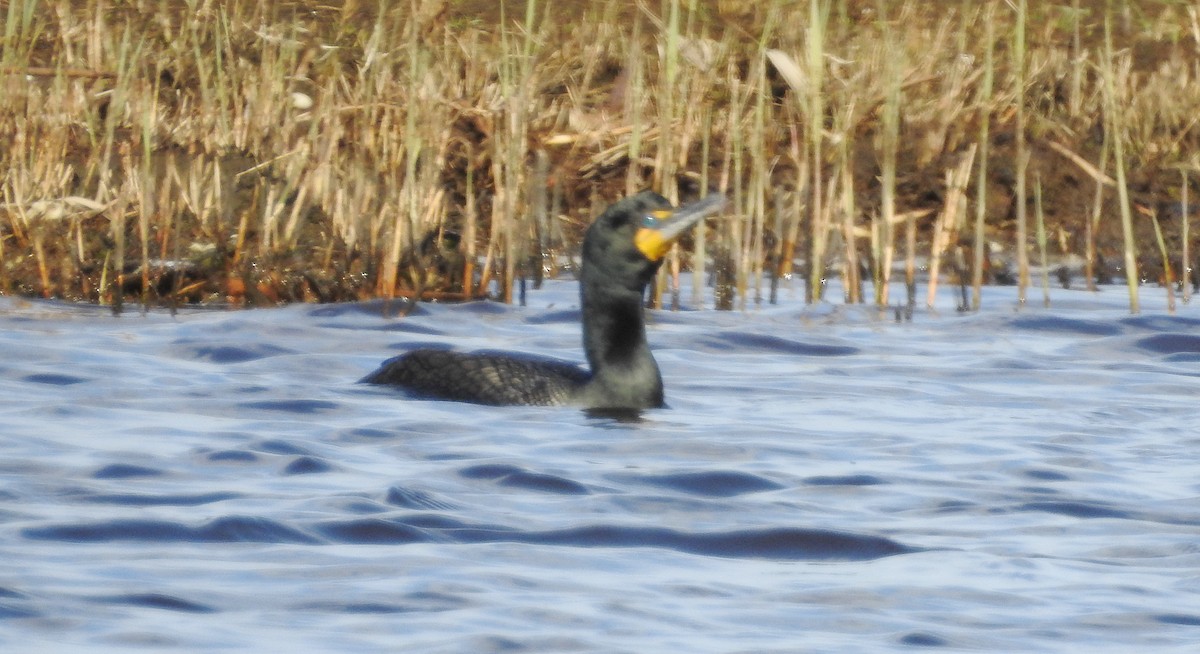Double-crested Cormorant - GARY STRAUS