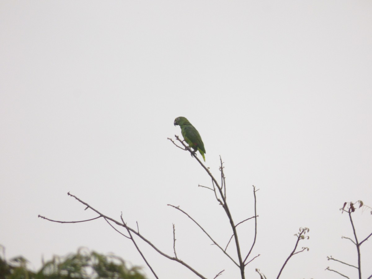 Yellow-crowned Parrot - ML223700741
