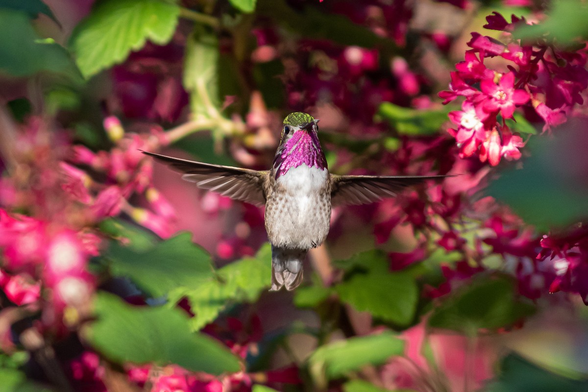 Calliope Hummingbird - John C Sullivan
