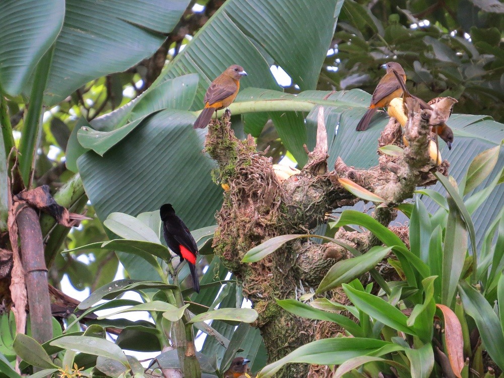 Scarlet-rumped Tanager (Cherrie's) - ML22370971