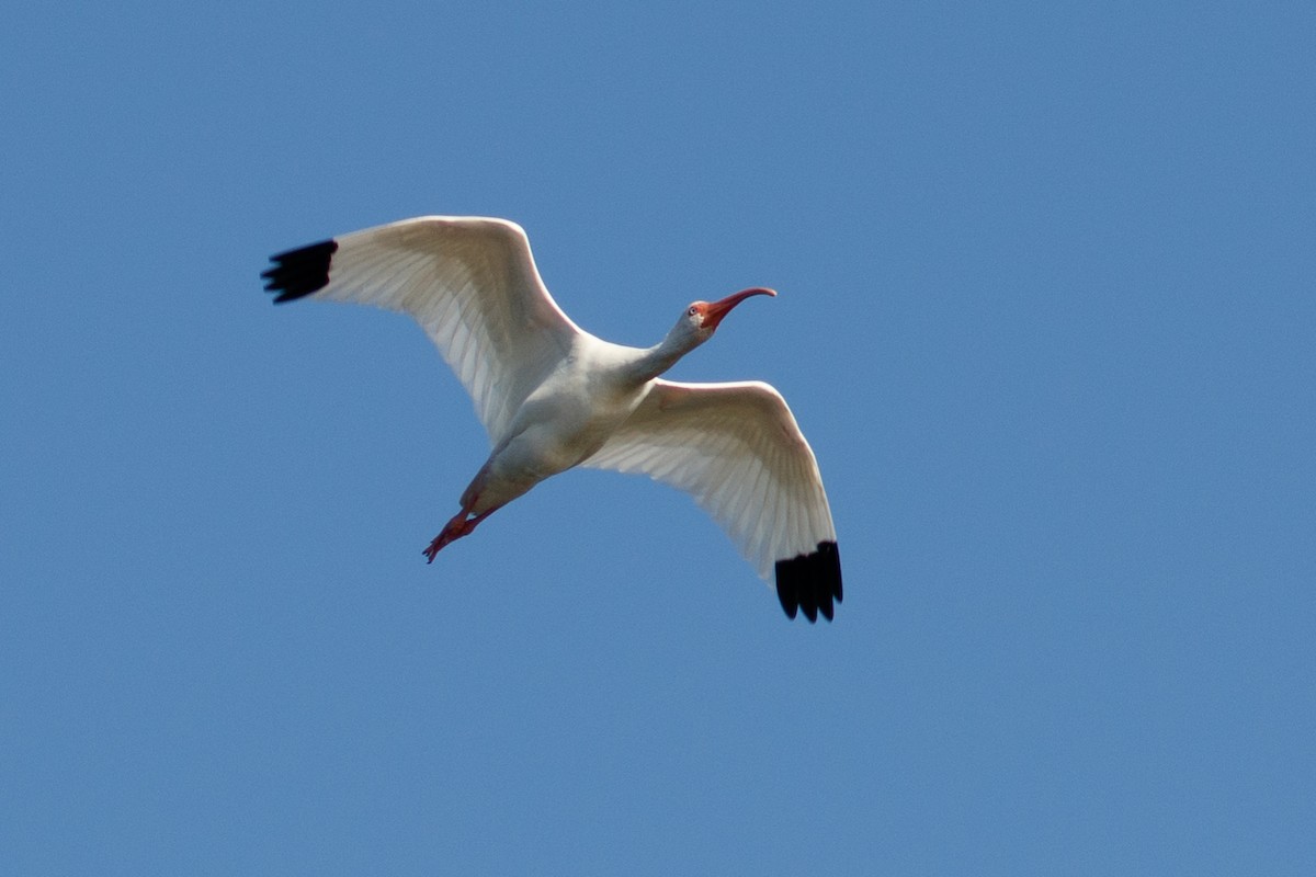 ibis bílý - ML223711461
