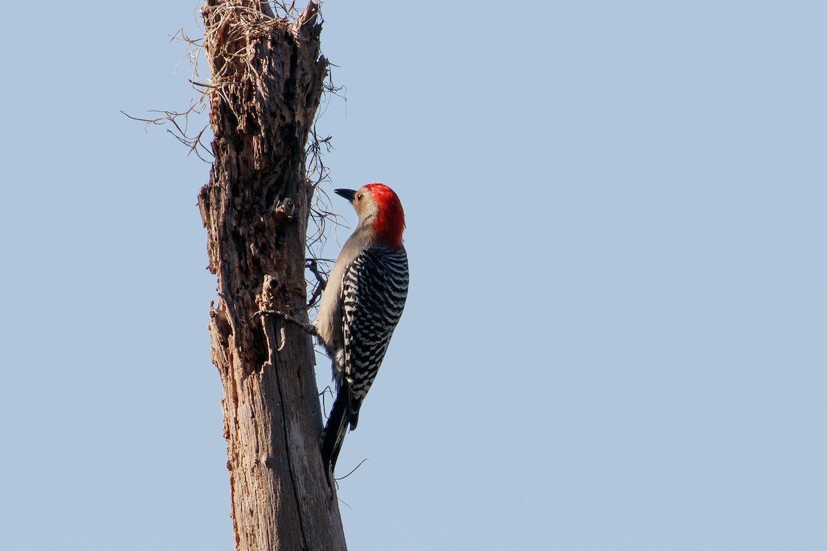 Red-bellied Woodpecker - Audrey Addison