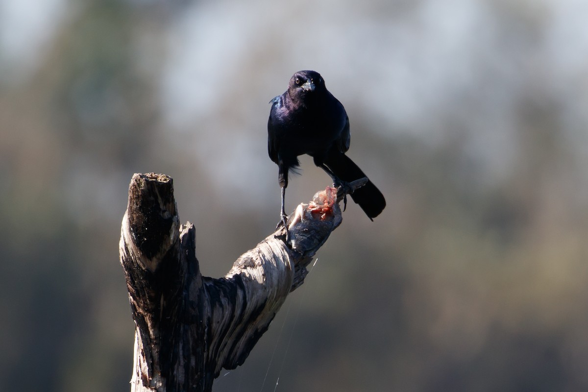 Boat-tailed Grackle - ML223712441