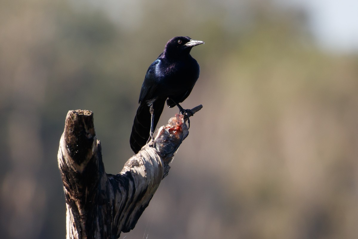 Boat-tailed Grackle - ML223712491
