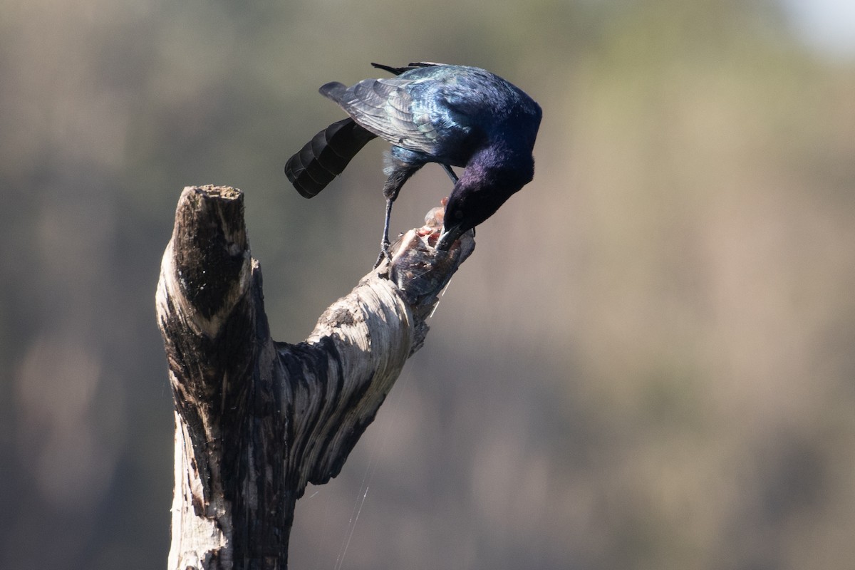Boat-tailed Grackle - ML223712531