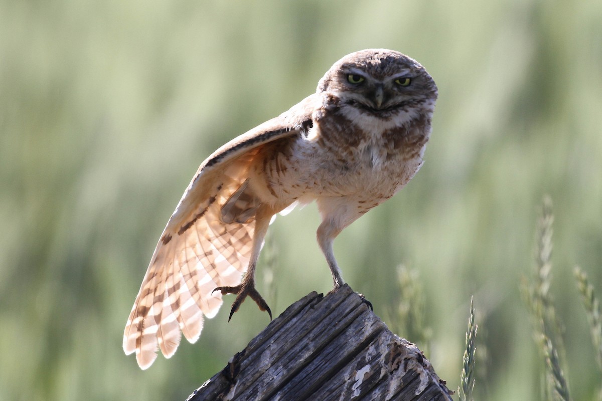 Burrowing Owl (Western) - ML223714961