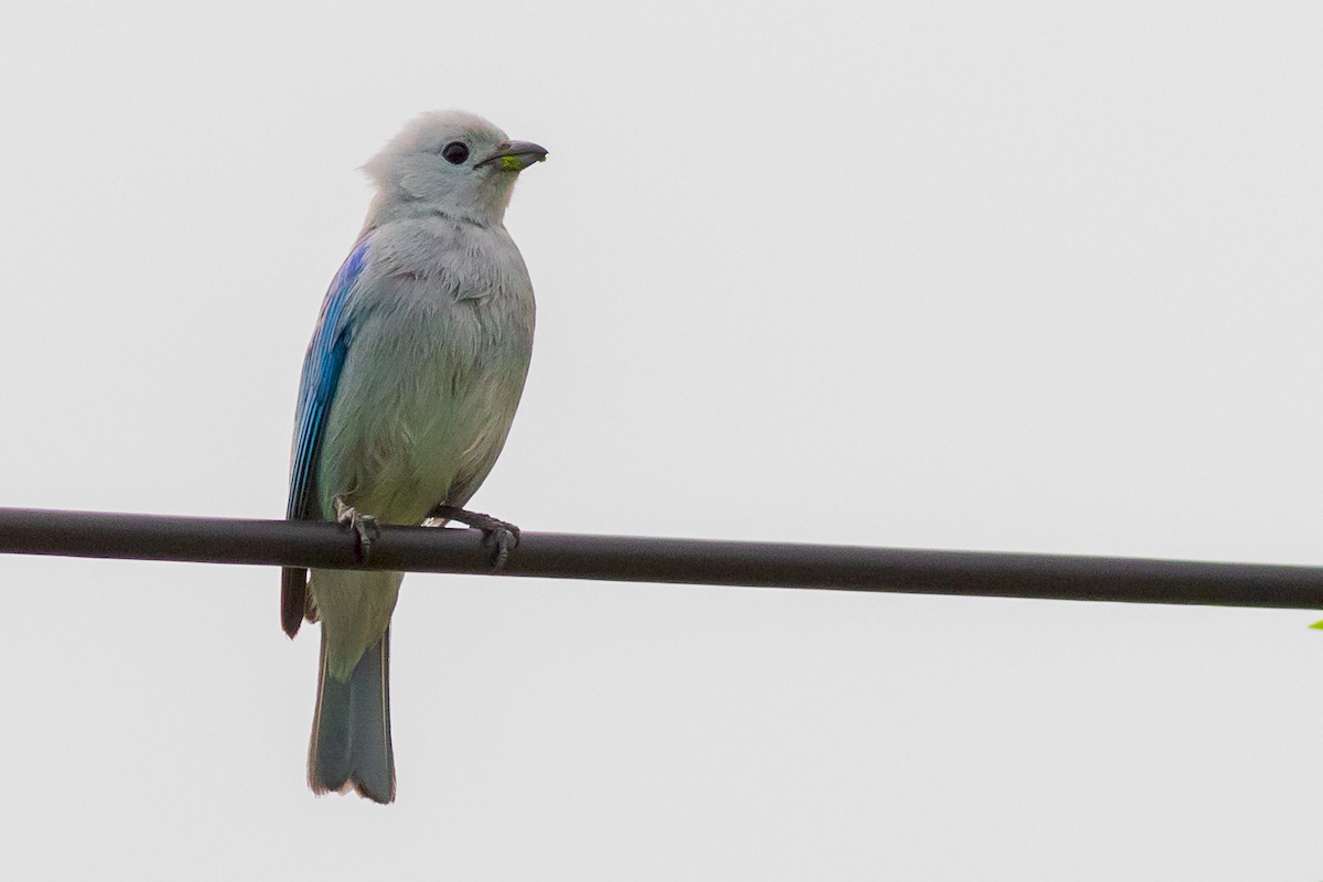 Blue-gray Tanager - ML223719691