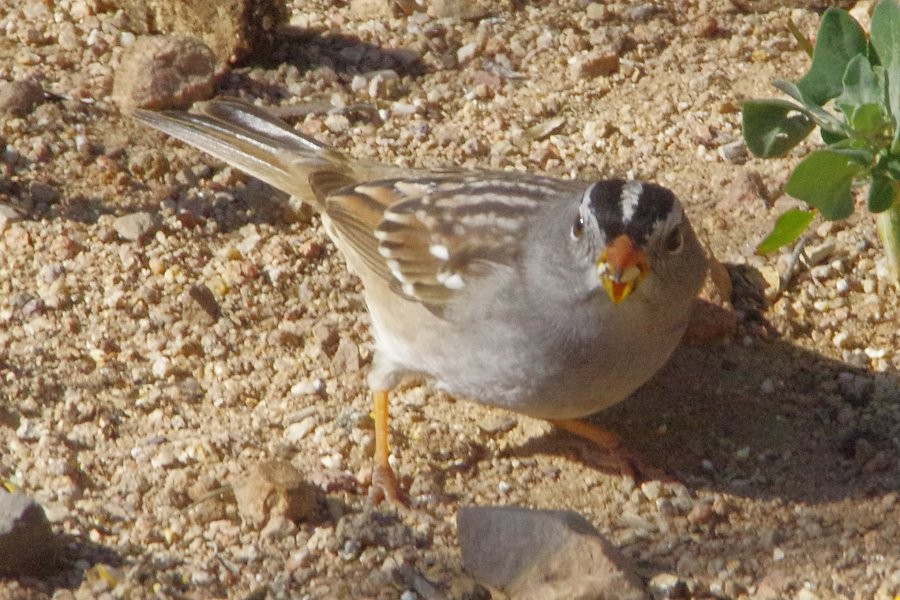 White-crowned Sparrow - ML223720971
