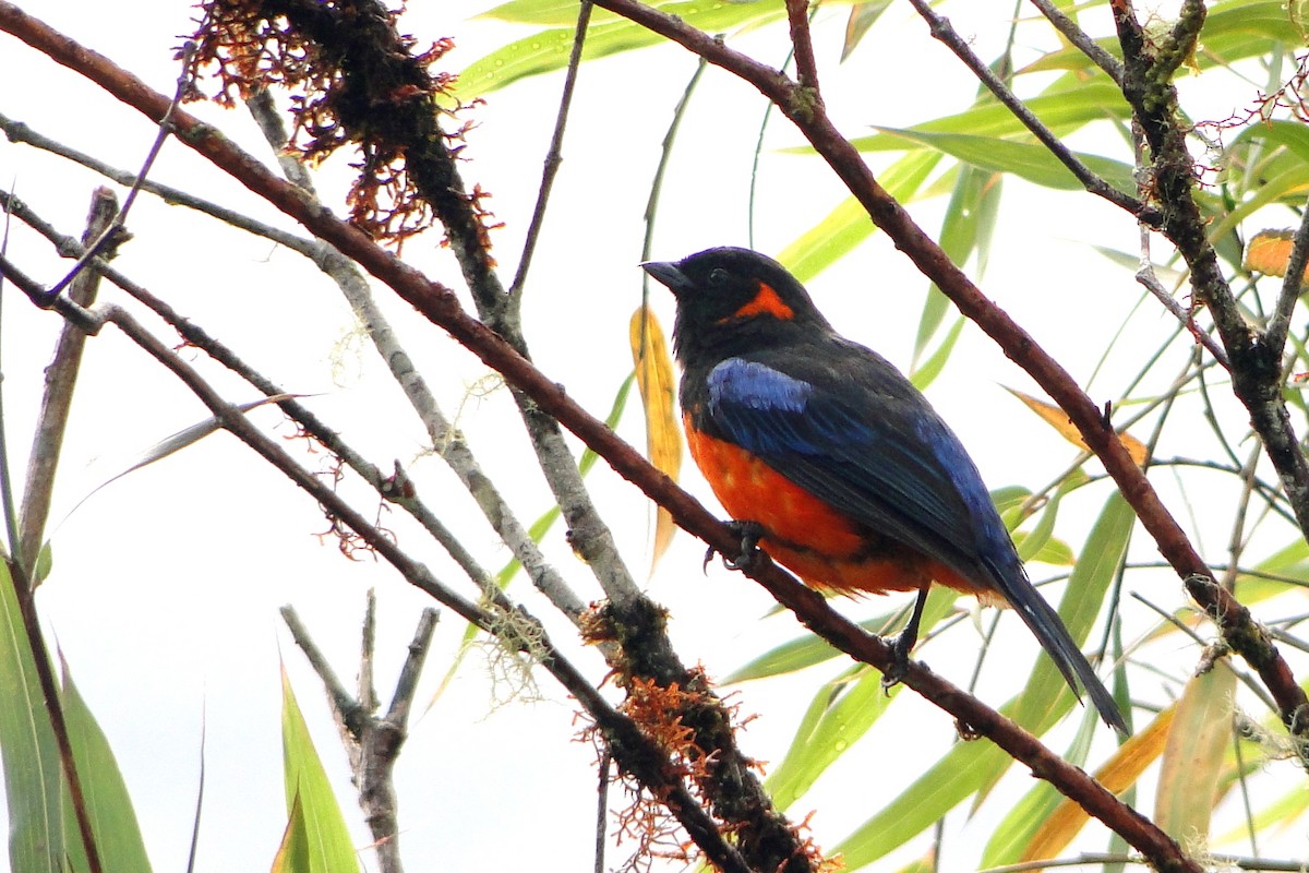 Scarlet-bellied Mountain Tanager - ML22372141