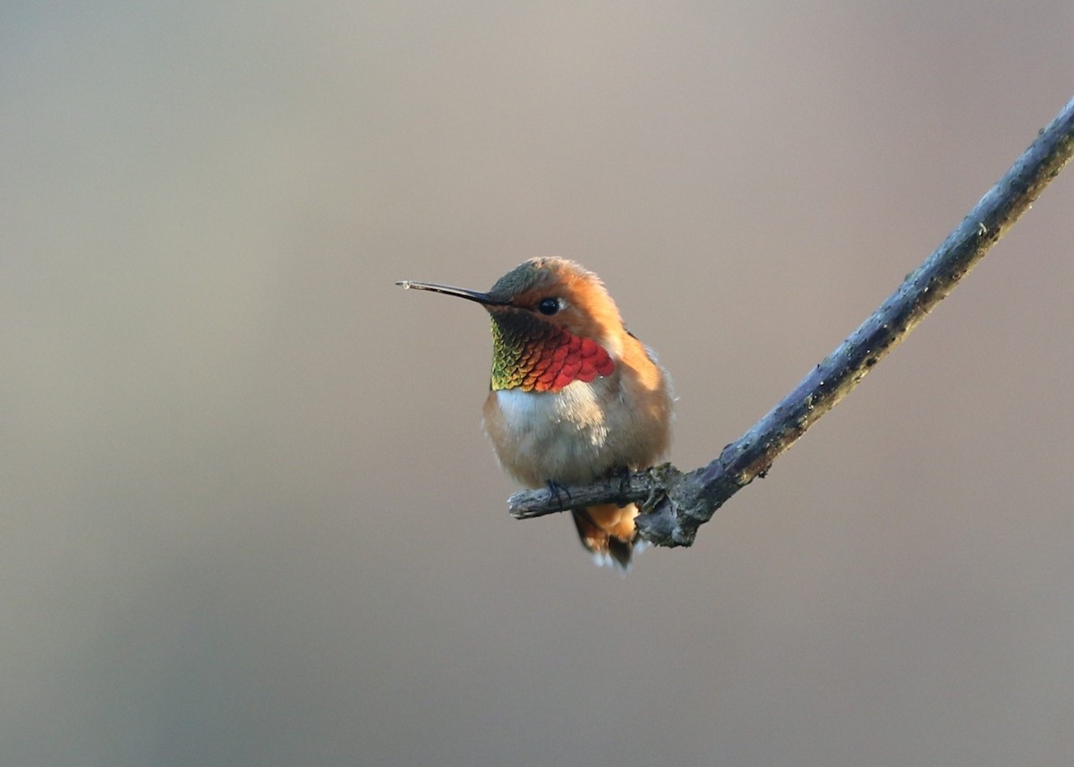 Rufous Hummingbird - Liam Hutcheson