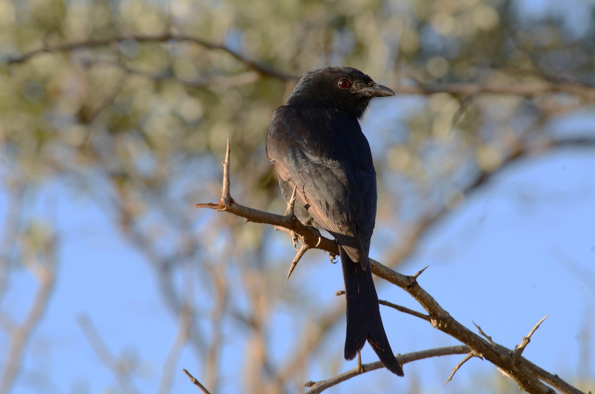 Fork-tailed Drongo - Terence Alexander