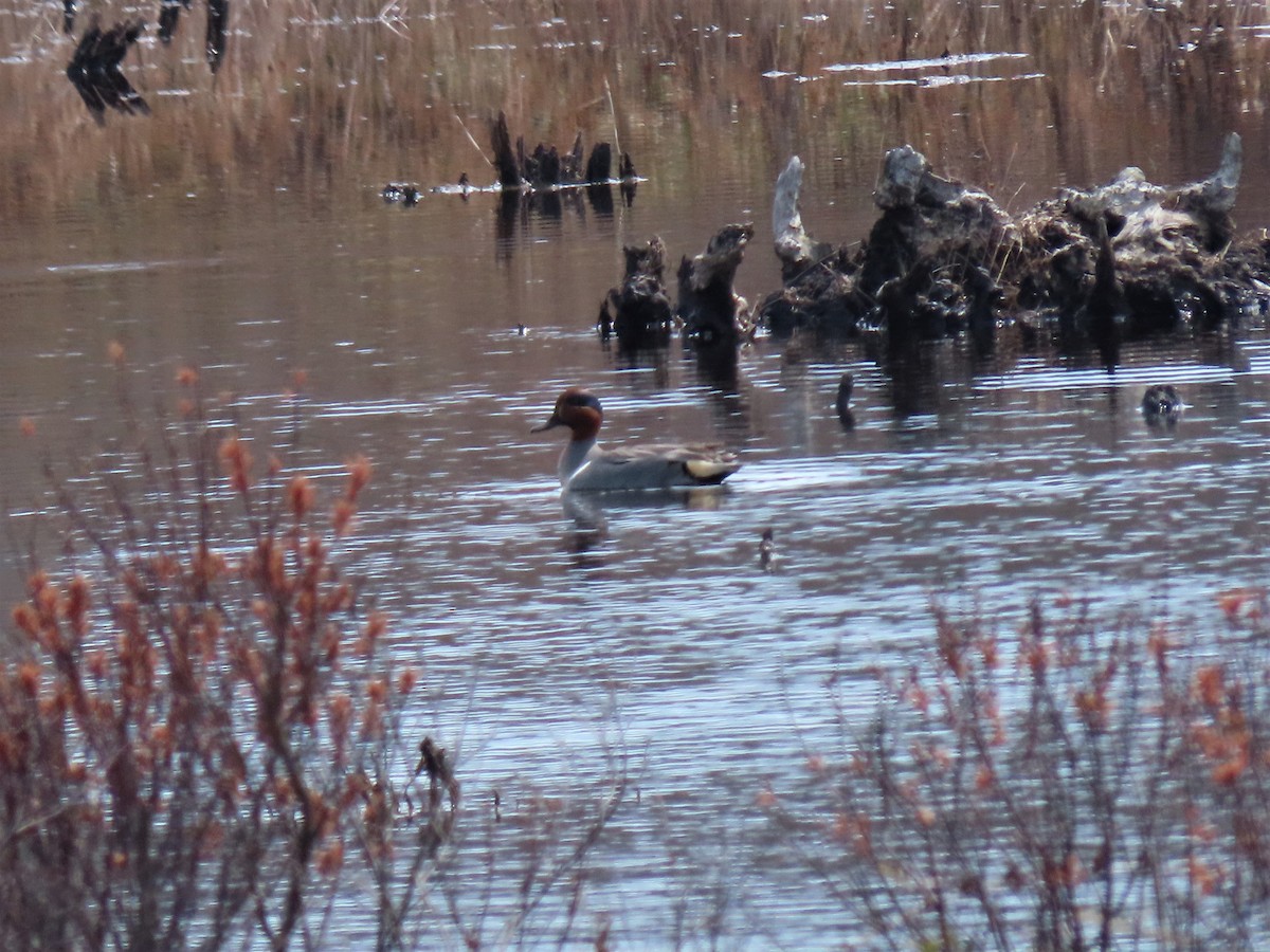 Green-winged Teal - ML223724951