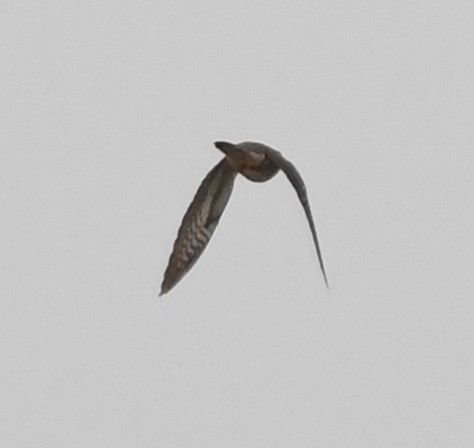 Indian Cuckoo - ML223725211