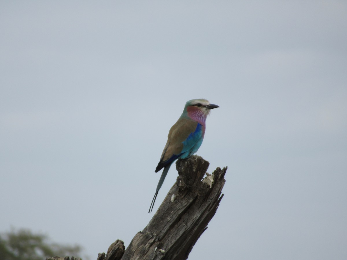Lilac-breasted Roller - ML223726091