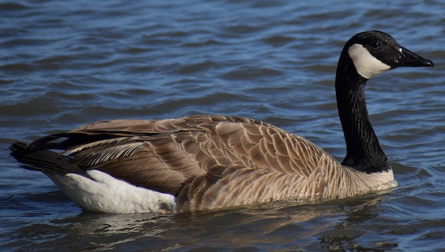 Canada goose clearance quebec city argentina