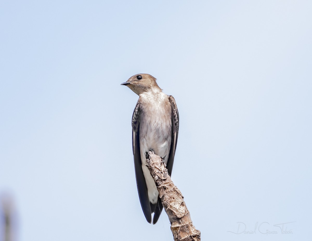 Northern Rough-winged Swallow - ML223733781