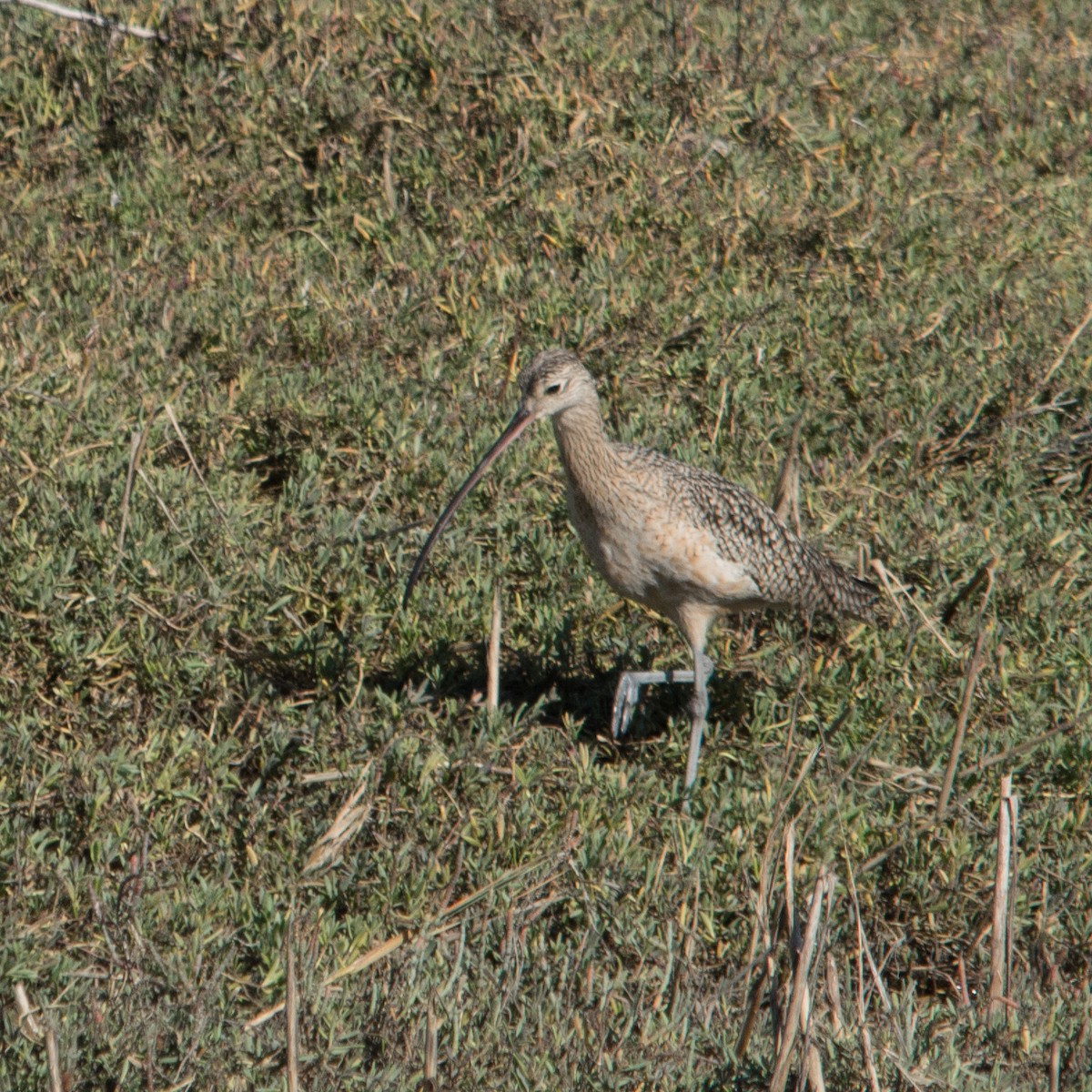 Long-billed Curlew - ML223733981