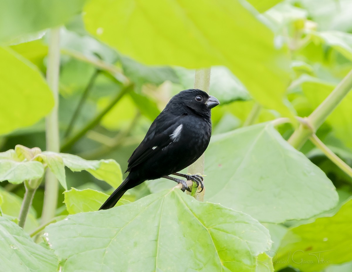 Variable Seedeater - ML223734681
