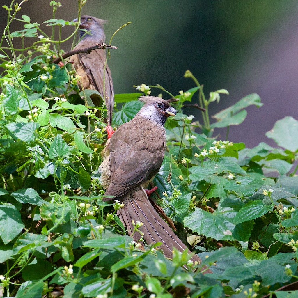 Speckled Mousebird - ML223737791