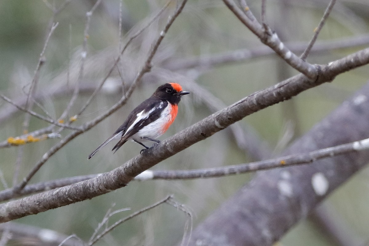 Red-capped Robin - ML223740001