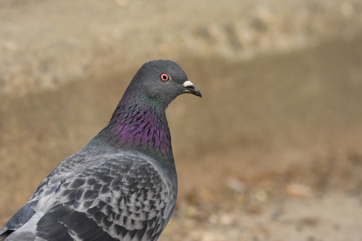 Rock Pigeon (Feral Pigeon) - Andy Bankert
