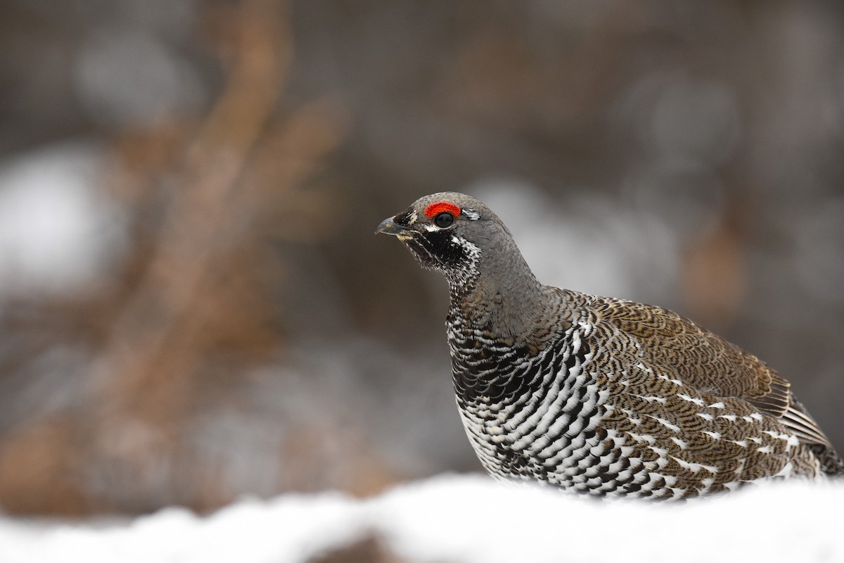 Spruce Grouse - Andy Bankert