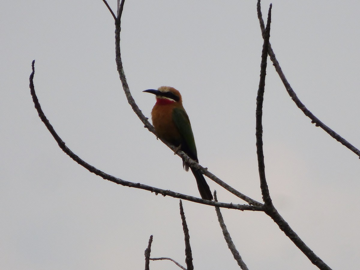 White-fronted Bee-eater - Tony King