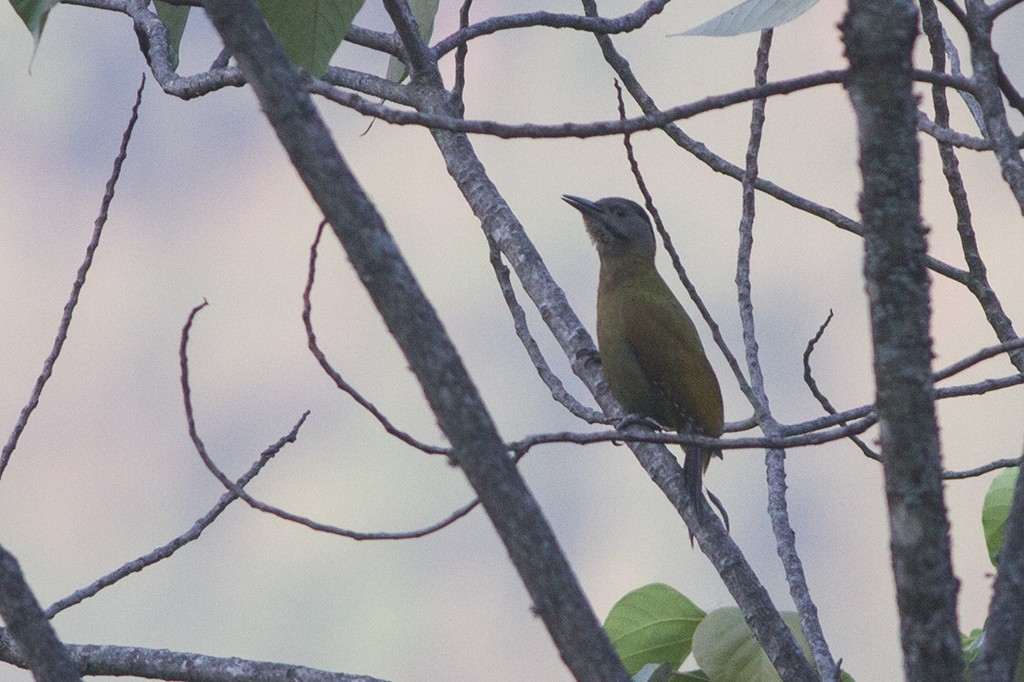 Gray-headed Woodpecker - Dibyendu Ash
