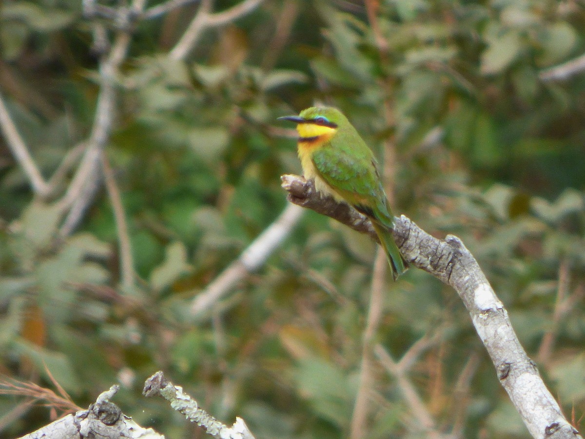 Little Bee-eater - Tony King