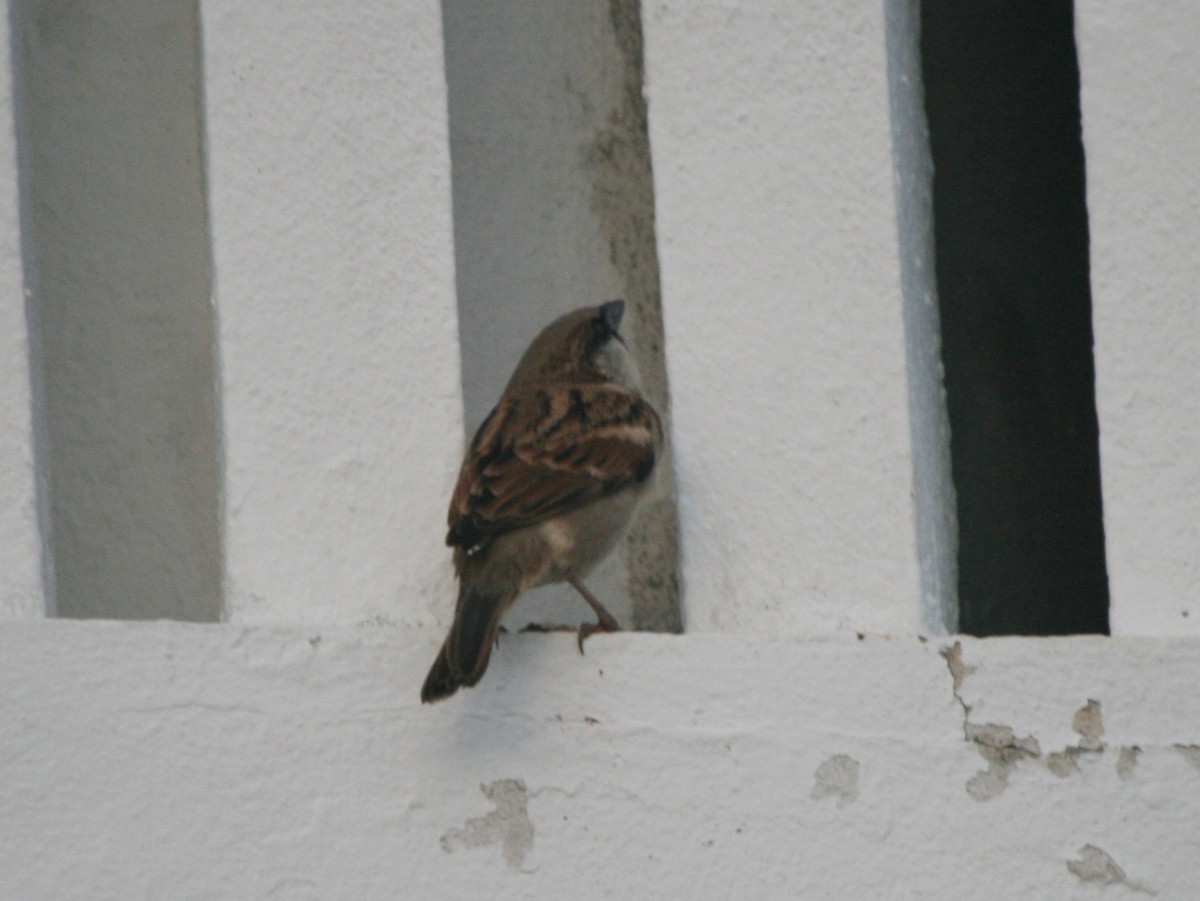 House Sparrow - ML223748161