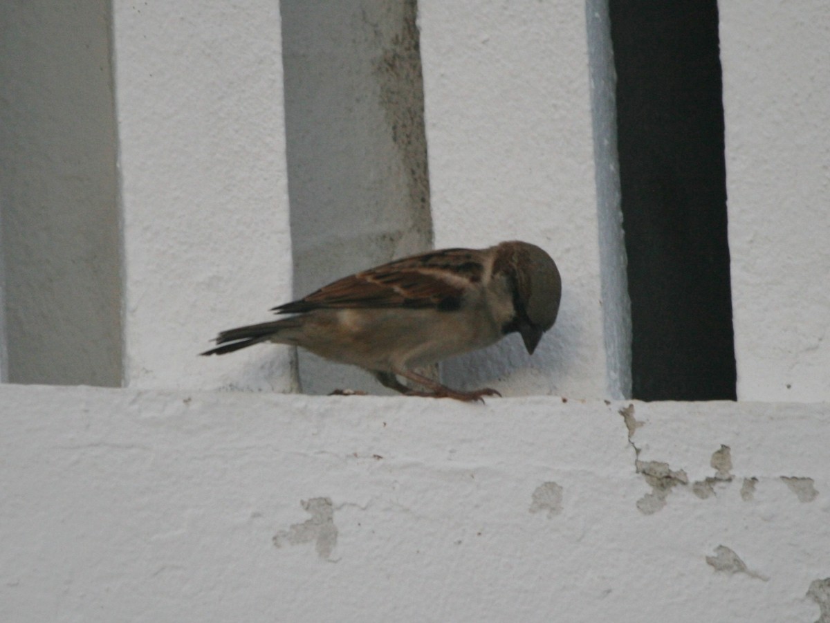 House Sparrow - ML223748171