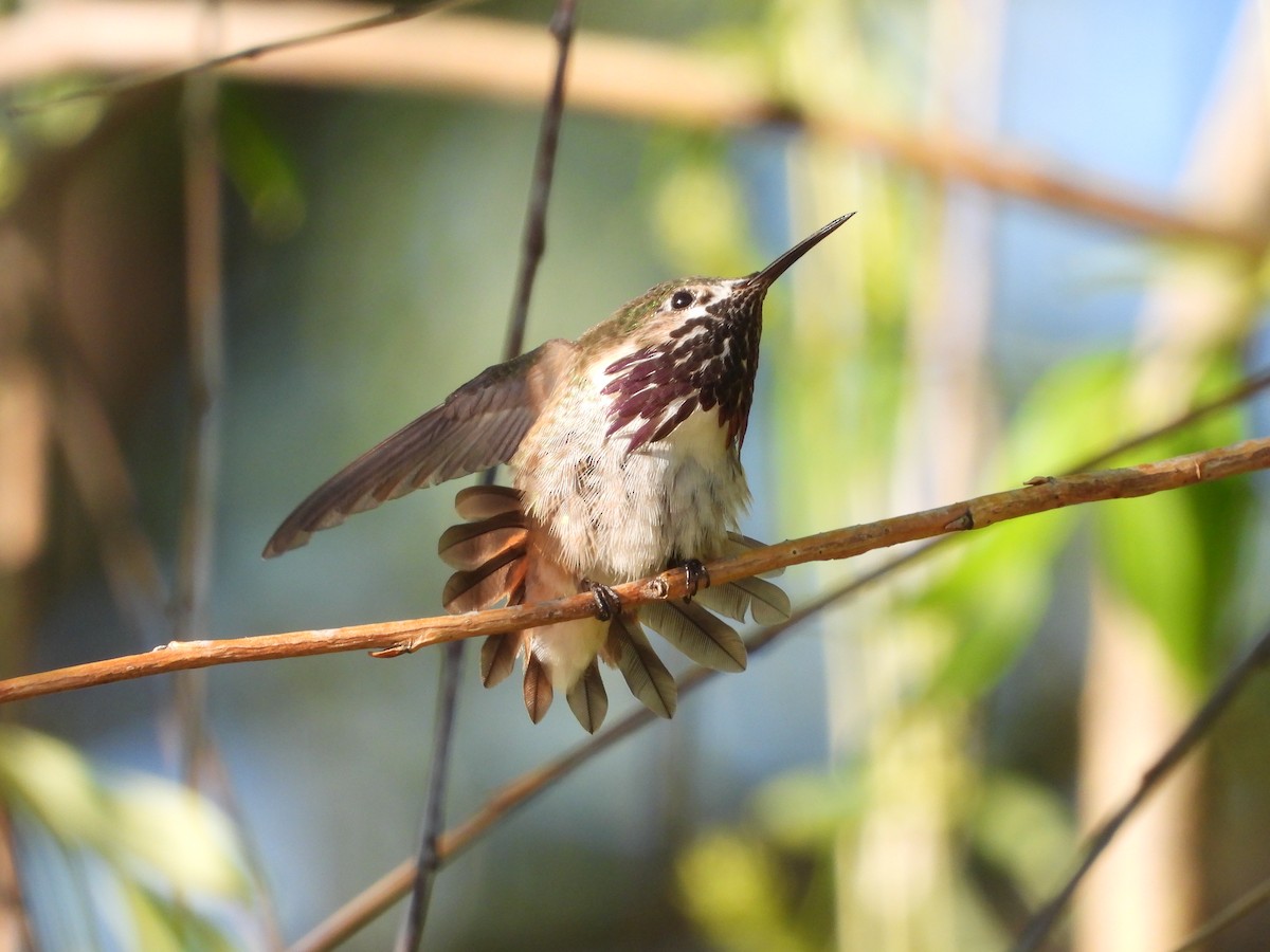 Calliope Hummingbird - ML223749761