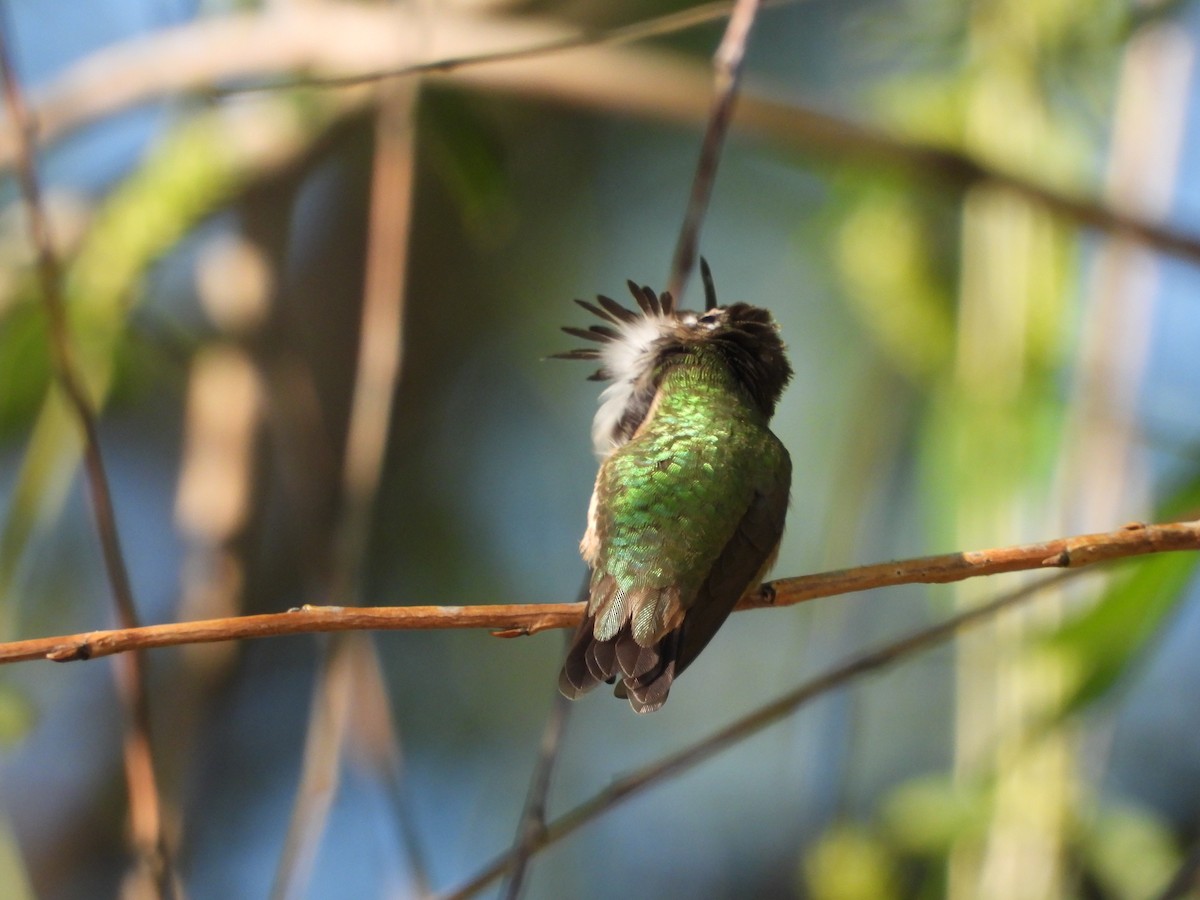 Calliope Hummingbird - ML223749781