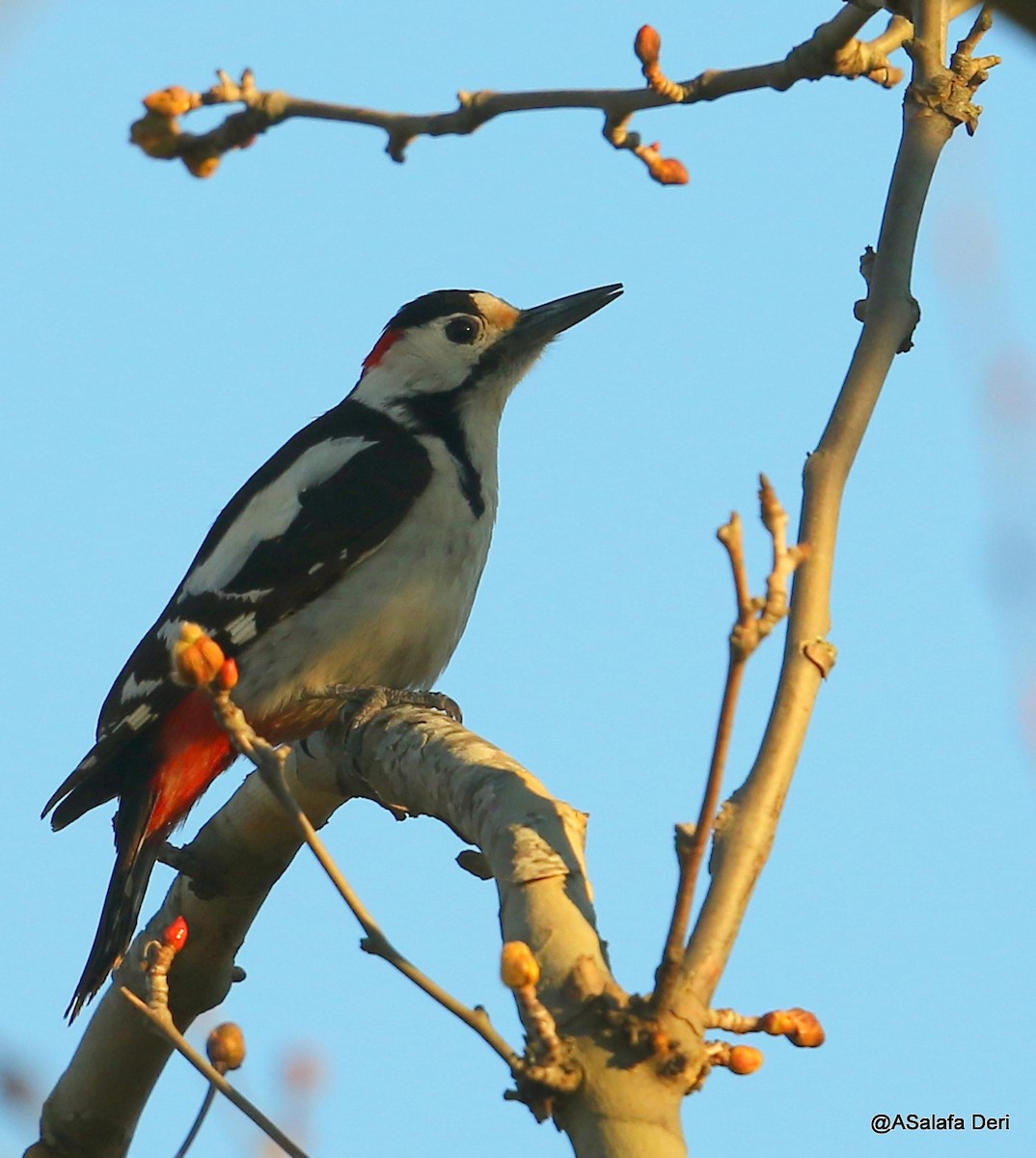 Syrian Woodpecker - ML223750061