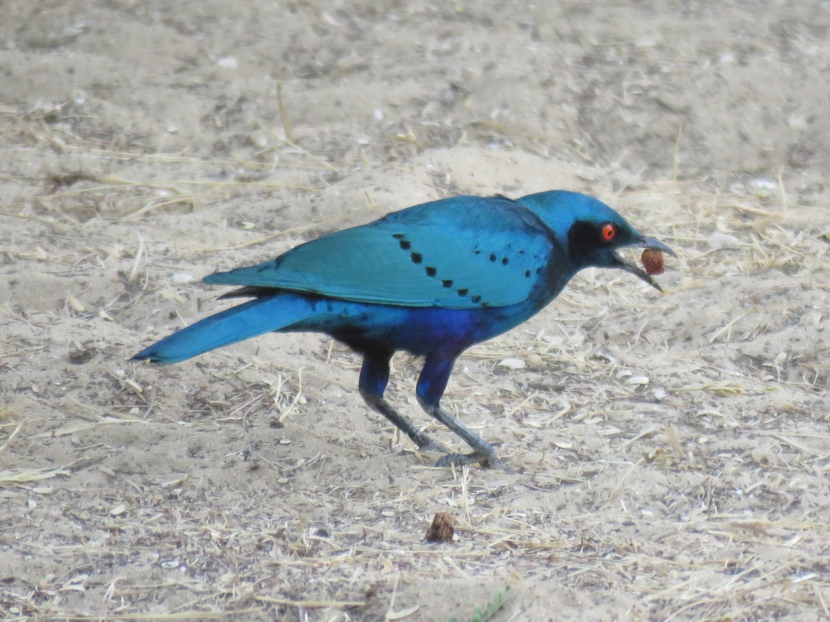 Greater Blue-eared Starling - ML223750101