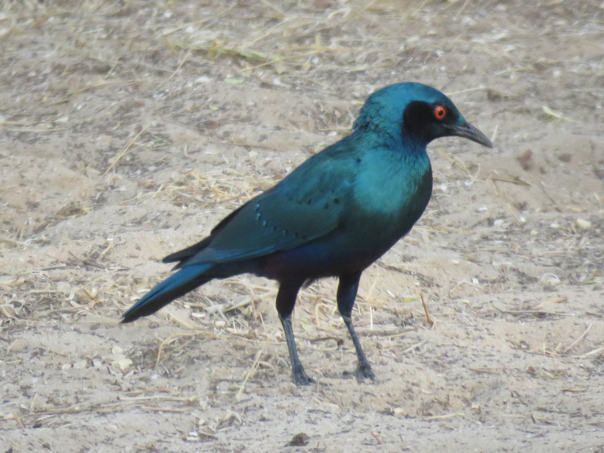 Greater Blue-eared Starling - ML223750131