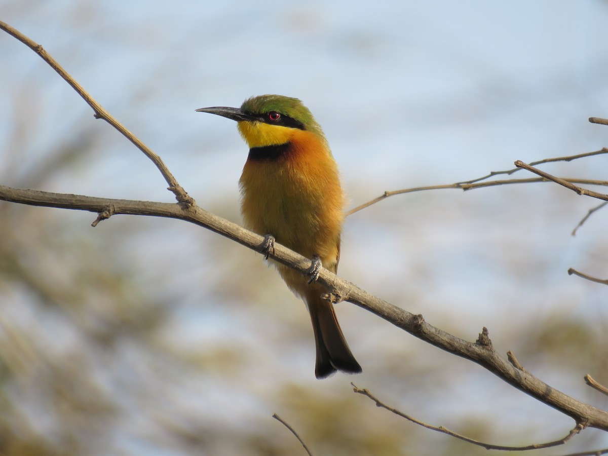 Little Bee-eater - ML223750171