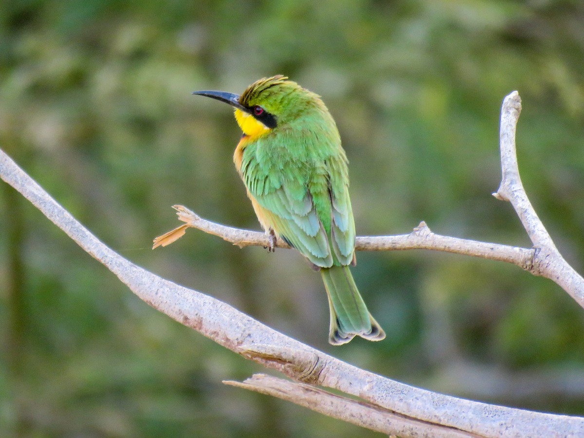 Little Bee-eater - ML223750191