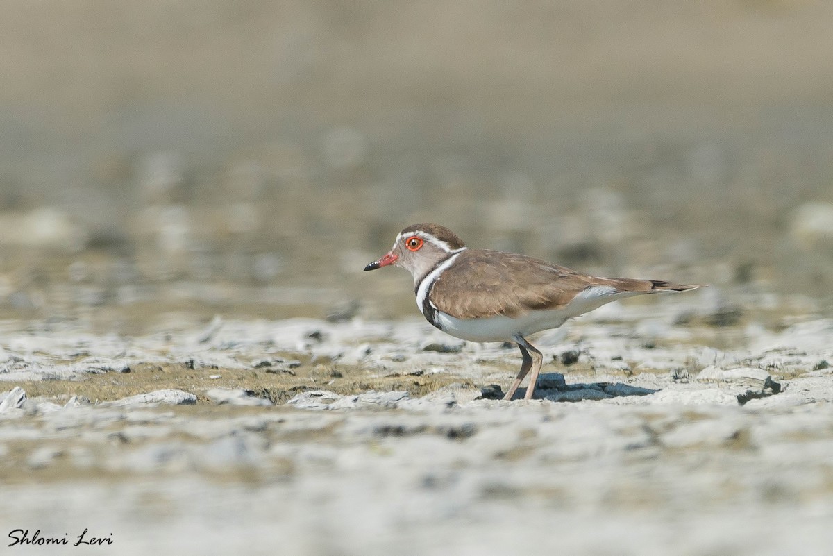 Three-banded Plover - ML223750441