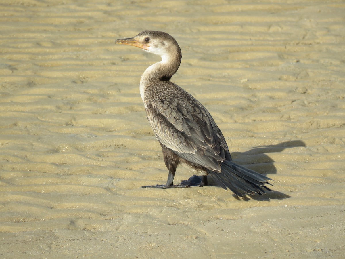 Long-tailed Cormorant - Antonio Xeira