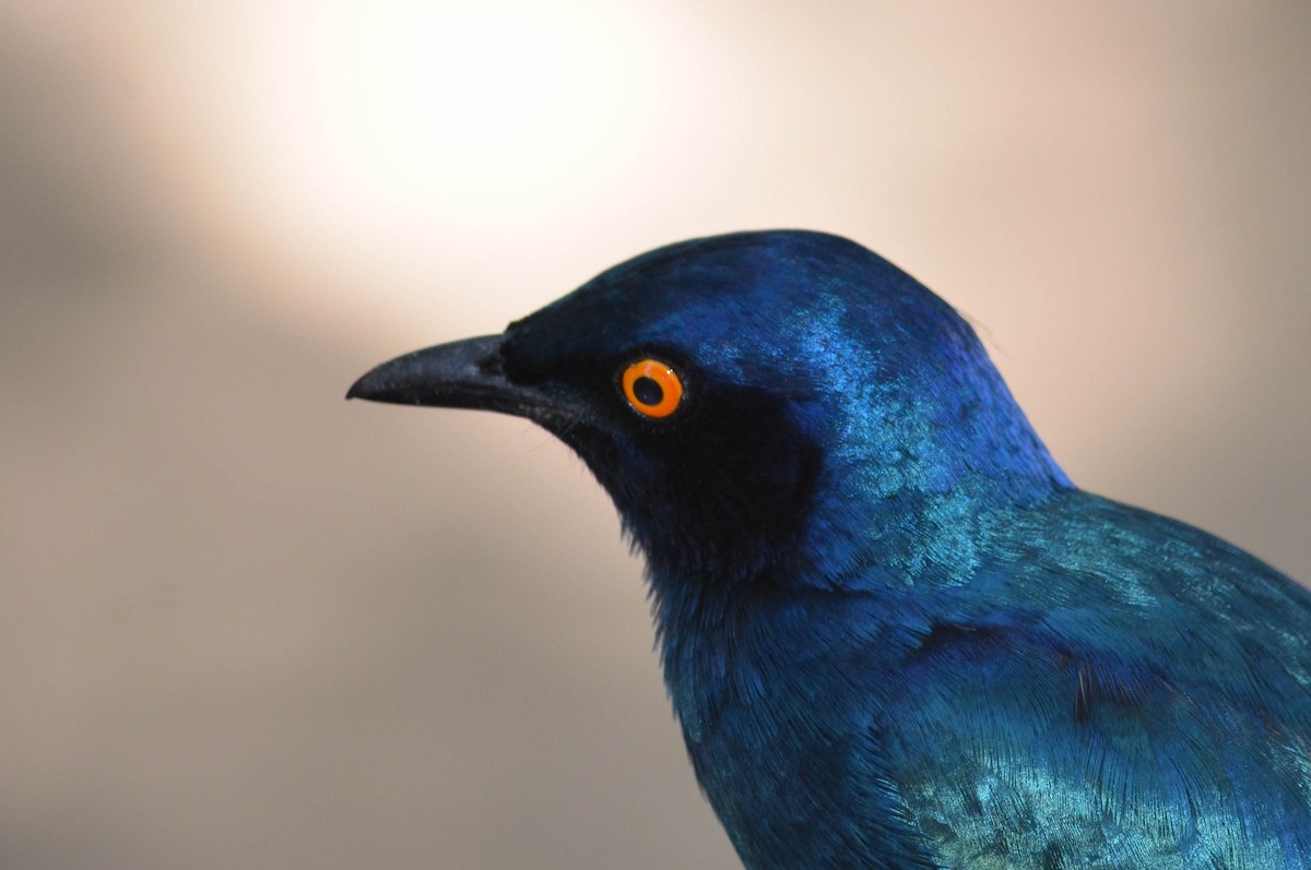Greater Blue-eared Starling - ML223750631